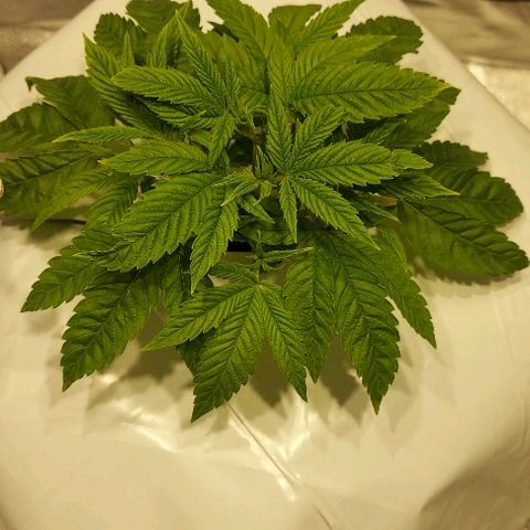 Gorilla Breath growlog timeline photo