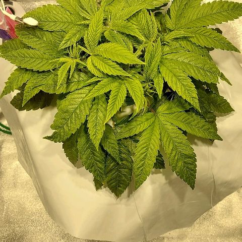 Gorilla Breath growlog timeline photo