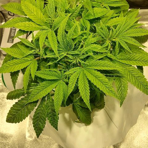 Gorilla Breath growlog timeline photo
