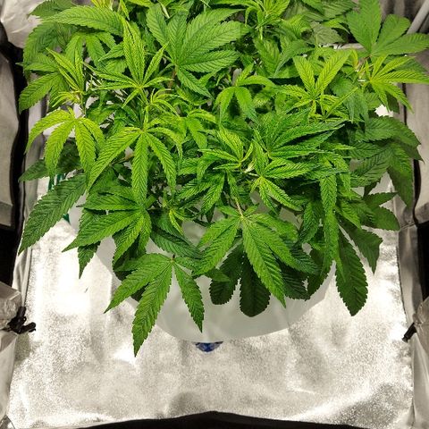 Gorilla Breath growlog timeline photo