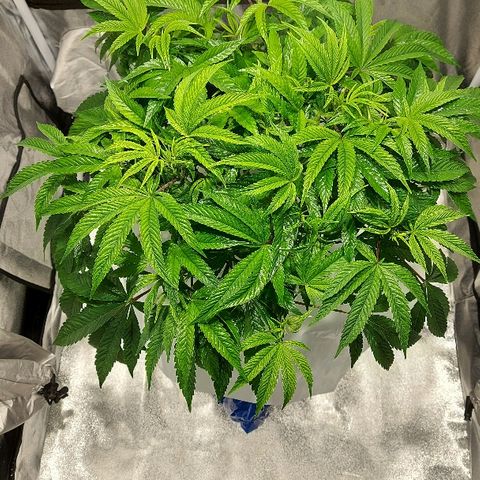 Gorilla Breath growlog timeline photo