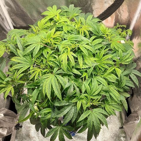Gorilla Breath growlog timeline photo