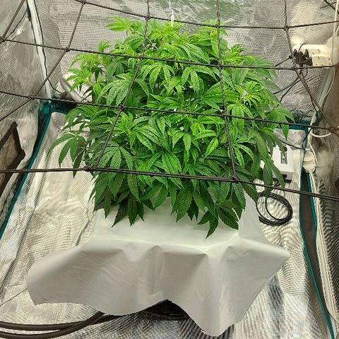 Gorilla Breath growlog timeline photo