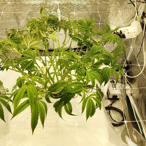 Gorilla Breath growlog timeline photo