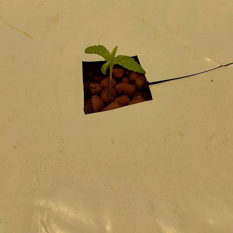 Mandarin Cookies R1 V2 growlog timeline photo