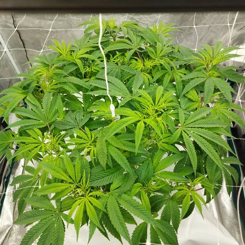 Gorilla Breath growlog timeline photo