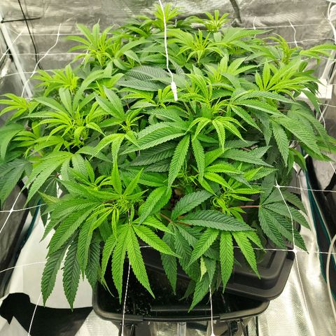 Gorilla Breath growlog timeline photo