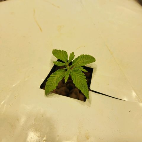 Mandarin Cookies R1 V2 growlog timeline photo
