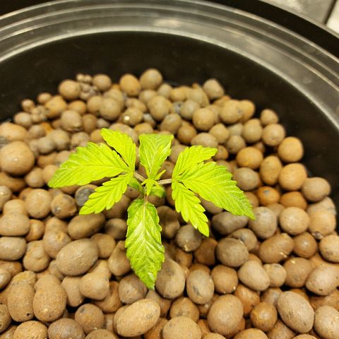 Mandarin Cookies R1 V2 growlog timeline photo