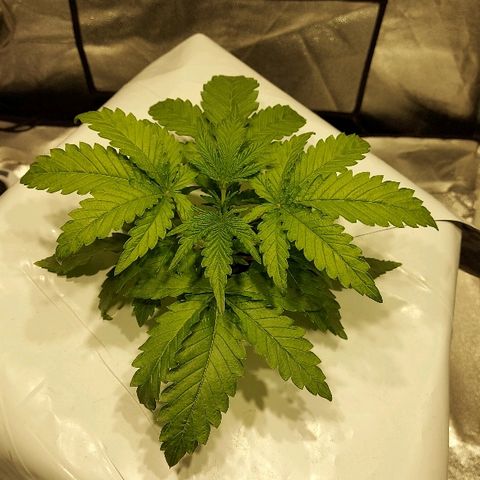 Mandarin Cookies R1 V2 growlog timeline photo