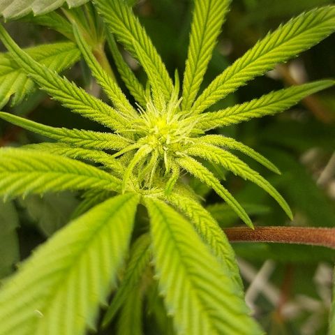Gorilla Breath growlog timeline photo