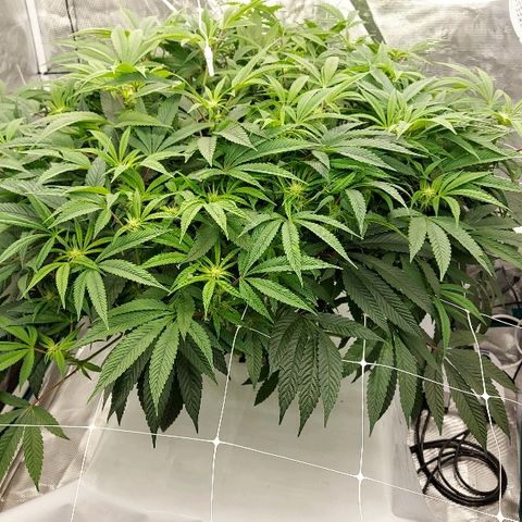 Gorilla Breath growlog timeline photo