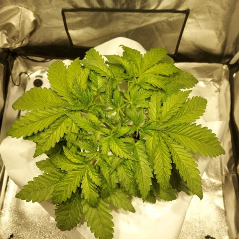 Mandarin Cookies R1 V2 growlog timeline photo