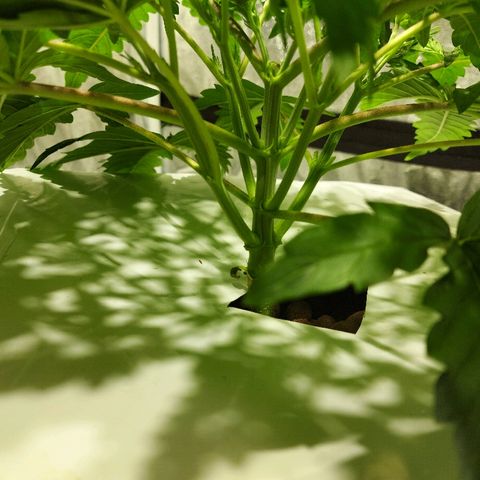 Mandarin Cookies R1 V2 growlog timeline photo