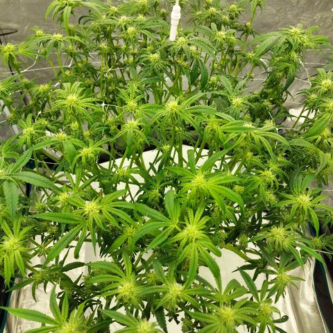 Gorilla Breath growlog timeline photo
