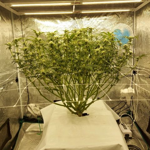 Gorilla Breath growlog timeline photo