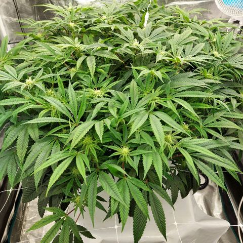 Gorilla Breath growlog timeline photo