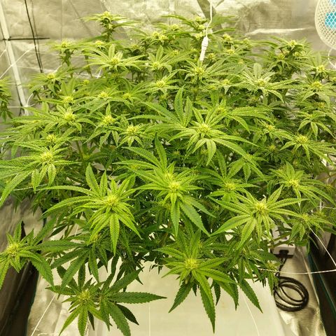 Gorilla Breath growlog timeline photo