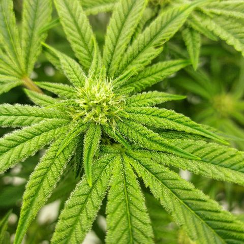 Gorilla Breath growlog timeline photo