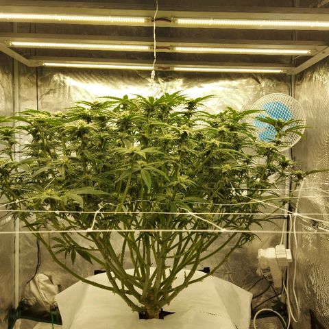 Gorilla Breath growlog timeline photo