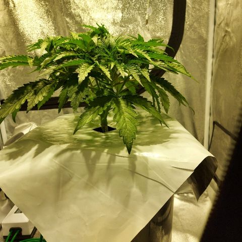 Mandarin Cookies R1 V2 growlog timeline photo