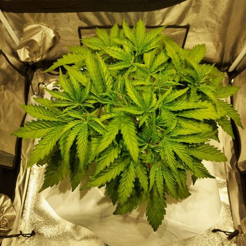 Mandarin Cookies R1 V2 growlog timeline photo
