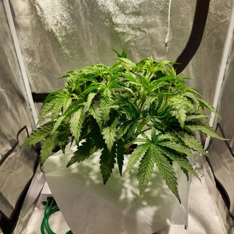 Mandarin Cookies R1 V2 growlog timeline photo