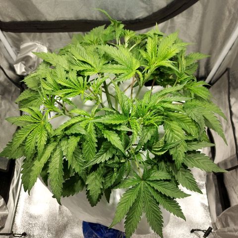 Mandarin Cookies R1 V2 growlog timeline photo