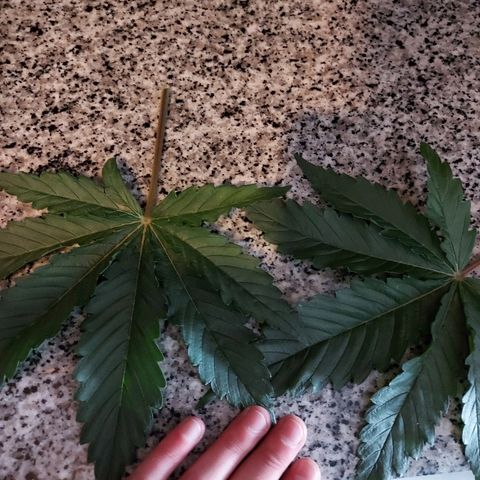 Mandarin Cookies R1 V2 growlog timeline photo