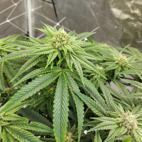 Gorilla Breath growlog timeline photo