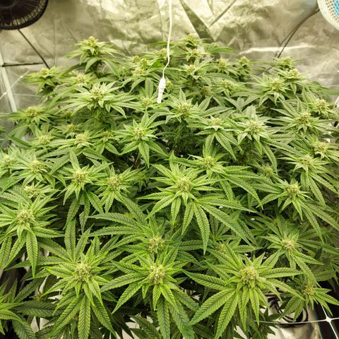 Gorilla Breath growlog timeline photo