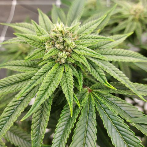 Gorilla Breath growlog timeline photo