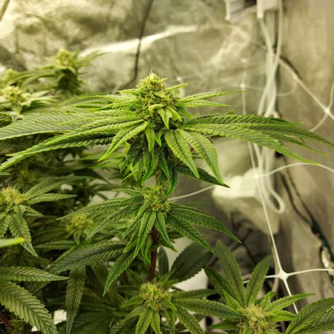 Gorilla Breath growlog timeline photo