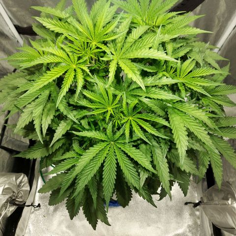 Mandarin Cookies R1 V2 growlog timeline photo