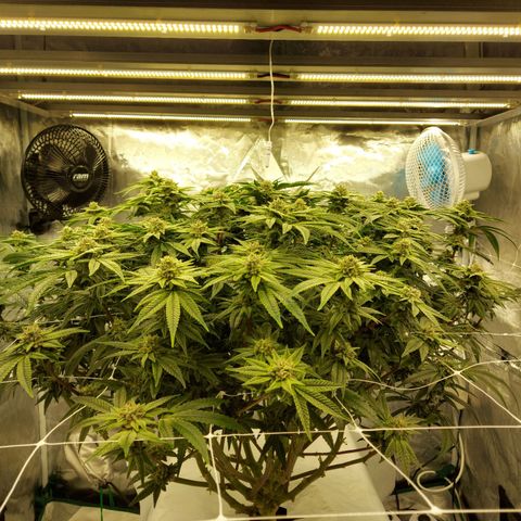 Gorilla Breath growlog timeline photo