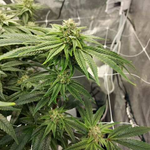Gorilla Breath growlog timeline photo
