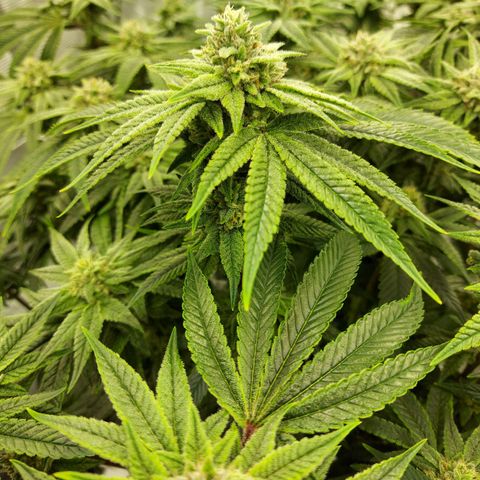 Gorilla Breath growlog timeline photo