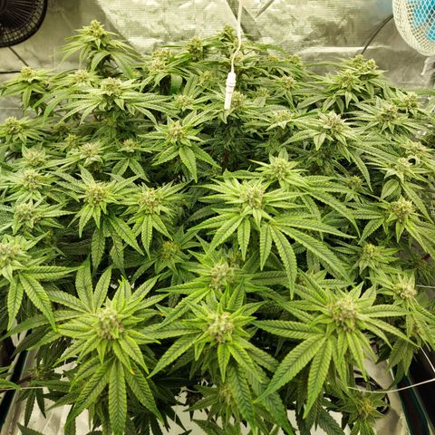 Gorilla Breath growlog timeline photo
