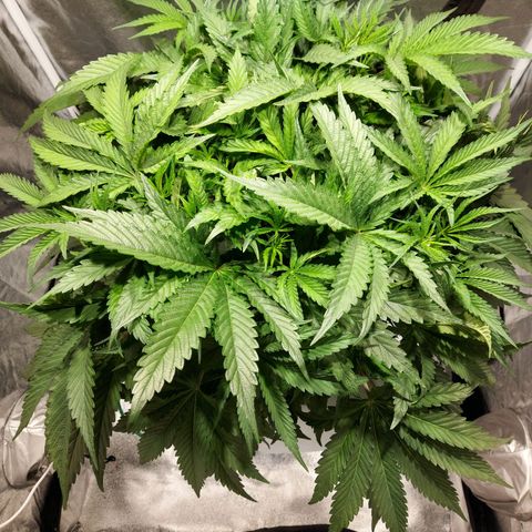 Mandarin Cookies R1 V2 growlog timeline photo