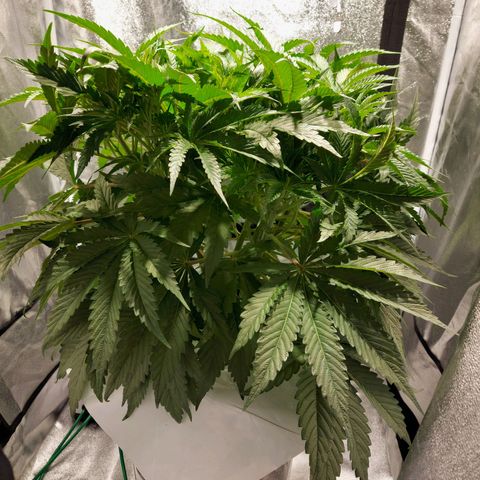 Mandarin Cookies R1 V2 growlog timeline photo