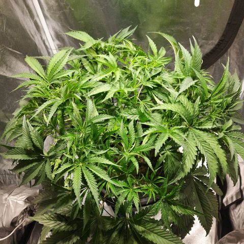 Mandarin Cookies R1 V2 growlog timeline photo