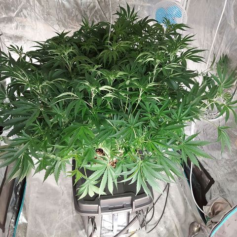 Mandarin Cookies R1 V2 growlog timeline photo
