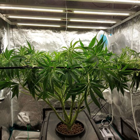 Mandarin Cookies R1 V2 growlog timeline photo