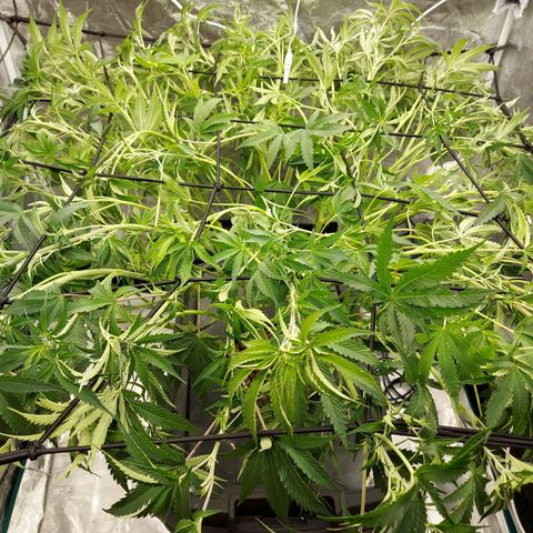 Mandarin Cookies R1 V2 growlog timeline photo