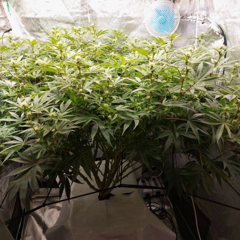Mandarin Cookies R1 V2 growlog timeline photo