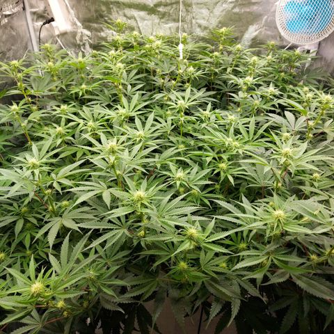 Mandarin Cookies R1 V2 growlog timeline photo