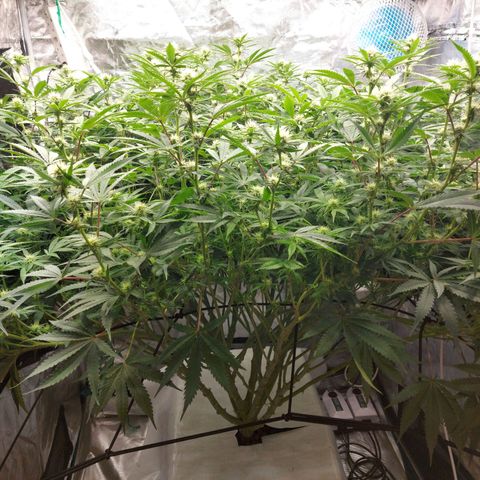 Mandarin Cookies R1 V2 growlog timeline photo