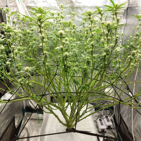 Mandarin Cookies R1 V2 growlog timeline photo