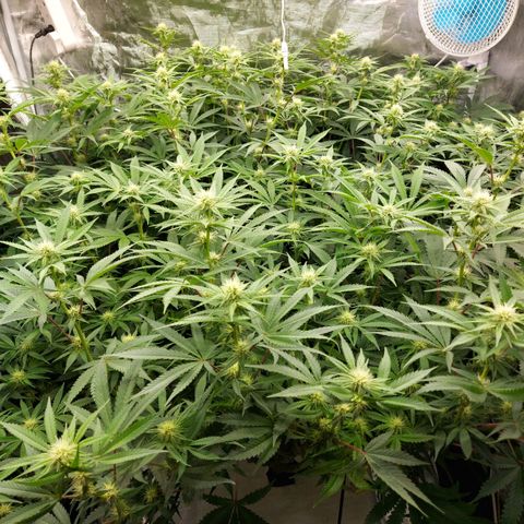 Mandarin Cookies R1 V2 growlog timeline photo