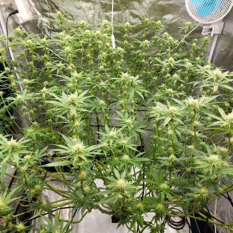 Mandarin Cookies R1 V2 growlog timeline photo